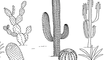 Kleurplaat cactussen