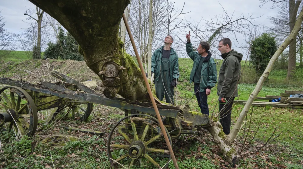 Drie mannen wijzen naar boom tijdens groenwerk