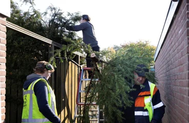 Drie mannen zijn bezig met het werken aan een boom en dragen takken weg